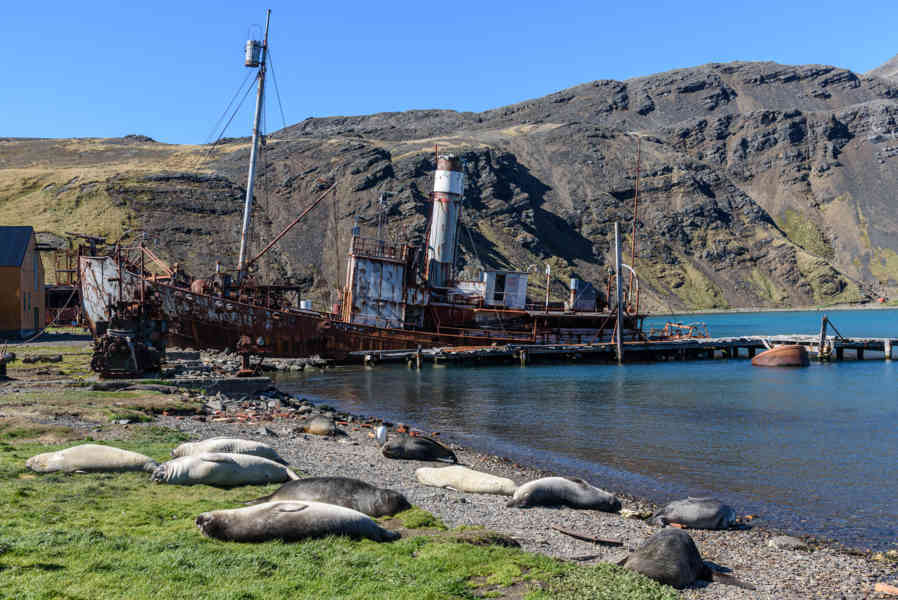 Islas Georgias del Sur 029 - Grytviken - Harpon Jetty - Leones Marinos.jpg